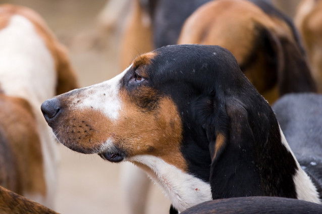 Pourquoi un chien est-il têtu ?