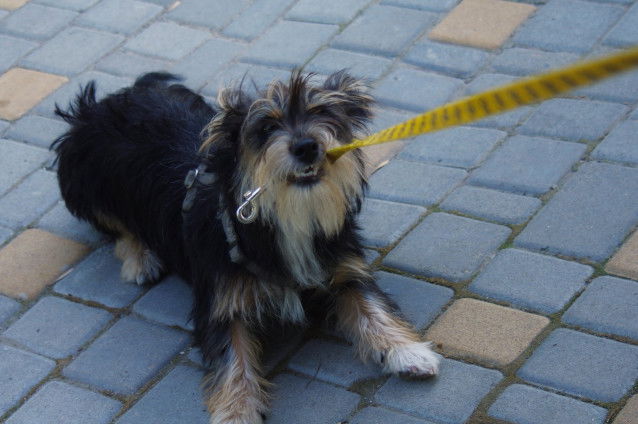 Comment gérer un chien têtu ?