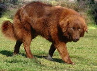 Les signaux envoyés par un chien qui ne veut pas être touché ou caressé