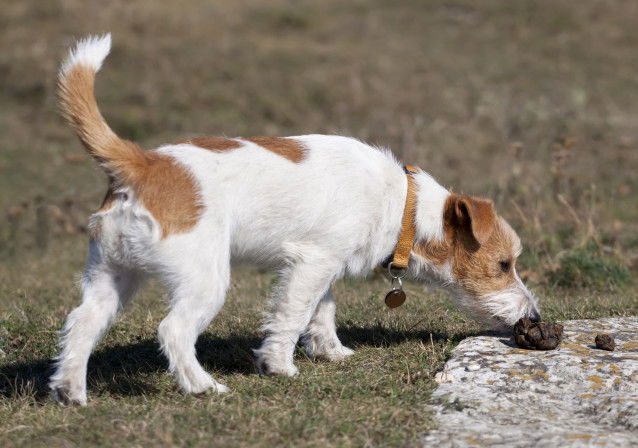 Un chien renifle des crottes sur le sol