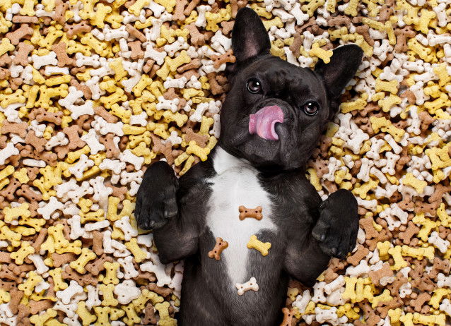 Un chien allongé sur une montagne de croquettes