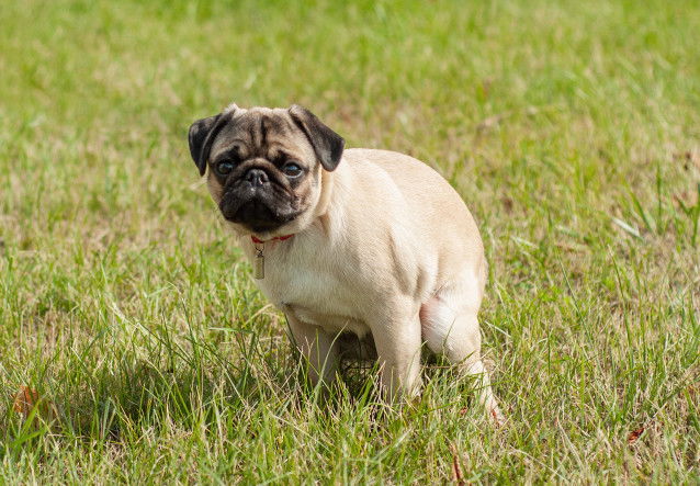 Un chien fait ses besoins dans l'herbe