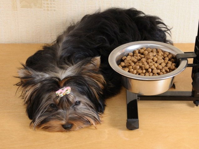 Un chien sans appétit à côté de sa gamelle de croquettes