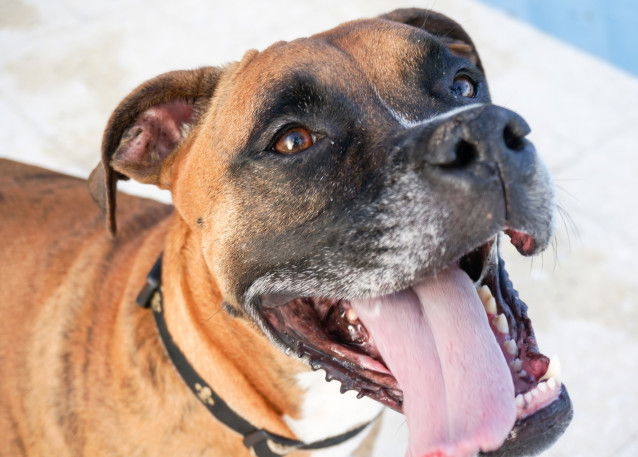 Un chien gueule ouverte et langue sortie