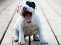 Le chien bâille et parfois s'étire