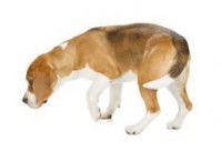 Le chien fait des mouvements lents