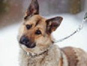 Le chien avance de biais