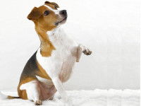 Le chien s’asseoit et/ou lève une patte