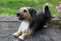 Un petit chien veut jouer dans un jardin