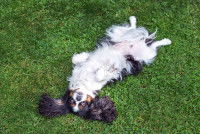 Le chien se met sur le dos, ventre et pattes en l'air