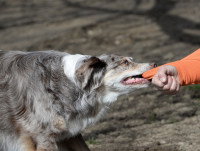 Un chien de berger mord la manche d'une femme