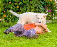 Un chien en train de jouer avec un enfant dans un jardin