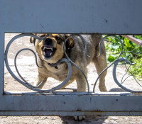 Un chien agressif aboie derrière un portail