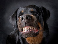Un Rottweiler agressif en train de grogner