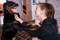 Un Rottweiler s'apprête à mordre une jeune femme