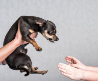 Un Chihuahua agressif grogne sur les mains d'un enfant