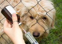 Un vétérinaire s'apprête à faire une piqûre à un chien