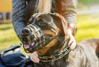 Une femme a mis une muselière à son Rottweiler