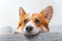 Un chien Corgi stressé