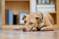 Un chien triste allongé dans le salon