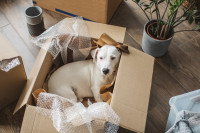 Un chien allongé dans un carton de déménagement