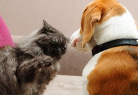 Un chat agressif met un coup de patte à un chien
