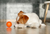 Un petit chien s'ennuie à côté d'une balle
