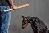 Un homme menace un Dobermann avec une batte de baseball