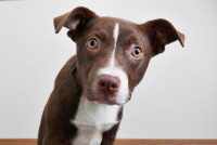 Un jeune chien avec un air inquiet et stressé