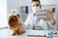 Un vétérinaire tient une plaquette de médicaments devant un petit chien