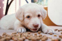 Un chiot assis devant des croquettes répandues sur le sol