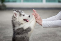 Une femme et un chiot Husky font un high-five