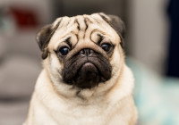Un chien Carlin avec un air triste