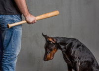 Les chiens sont-ils égaux face au stress ?