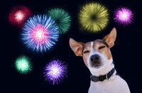 Anticiper les facteurs de stress chez le chien