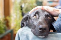 Rassurer un chien stressé