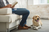 Un chien allongé devant un homme en train de lire sur le canapé