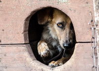 Un chien effrayé se cache dans sa niche