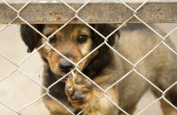 Un chiot enfermé dans un chenil