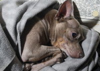 Un chien allongé dans une couverture n'arrive pas à s'endormir