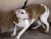 Un chien apeuré dans une attitude de prostration