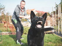 Un homme tente de retenir un chien agressif en tirant sur sa laisse