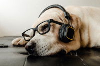 Un chien écoute de la musique avec un casque