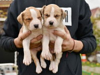 Un homme tient deux chiots American Staffordshire dans ses mains