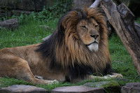 La perception du territoire chez les animaux