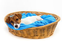 Le chien à la maison