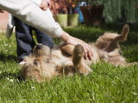 Un chien sur le dos dans l'herbe se faisant caresser le ventre
