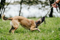 Un chien tirant une corde tenue par son maître