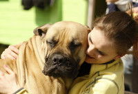 Un gros chien se faisant câliner et enlacer par une jeune fille