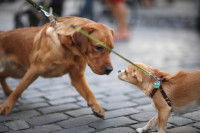 Un jeune chien et un chien adulte s'appréhendent